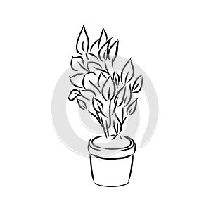 Pot plants set, vector illustration flowers in pots drawn black line on a white background, hand-drawn design elements.