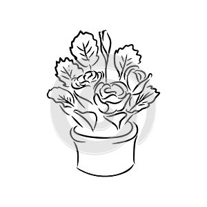 Pot plants set, vector illustration flowers in pots drawn black line on a white background, hand-drawn design elements.