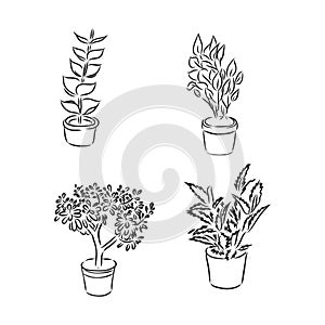 Pot plants set, vector illustration flowers in pots drawn black line on a white background, hand-drawn design elements.