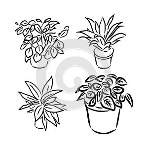 Pot plants set, vector illustration flowers in pots drawn black line on a white background, hand-drawn design elements.