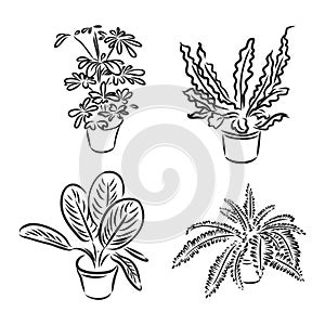 Pot plants set, vector illustration flowers in pots drawn black line on a white background, hand-drawn design elements.