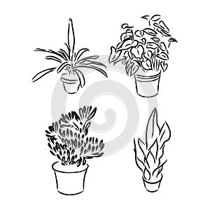 Pot plants set, vector illustration flowers in pots drawn black line on a white background, hand-drawn design elements.