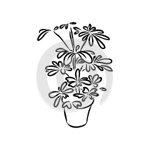 Pot plants set, vector illustration flowers in pots drawn black line on a white background, hand-drawn design elements.