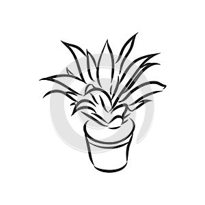 Pot plants set, vector illustration flowers in pots drawn black line on a white background, hand-drawn design elements.