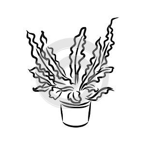 Pot plants set, vector illustration flowers in pots drawn black line on a white background, hand-drawn design elements.