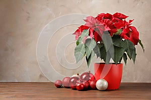 Pot with poinsettia traditional Christmas flower and decor on table against color background.