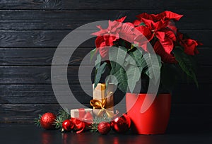 Pot with poinsettia traditional Christmas flower and gift boxes on table against wooden background.