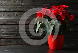 Pot with poinsettia traditional Christmas flower on table against wooden background