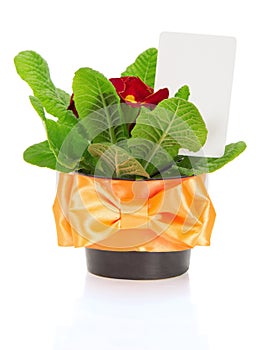 Pot with primula and card