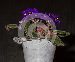 Pot of purple African violets