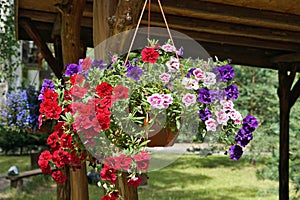 Pot with red and blue  flowers  hanging  on wall  in summer village photo
