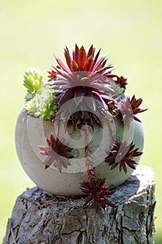 A pot with red and green houseleek in the garden