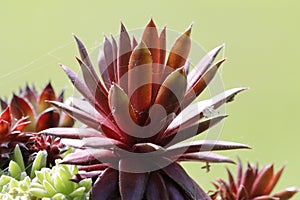 A pot with red and green houseleek in the garden