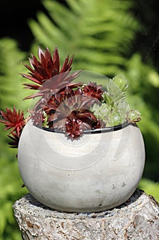 A pot with red and green houseleek in the garden