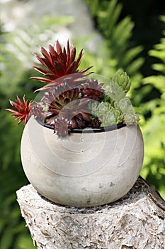 A pot with red and green houseleek in the garden