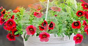 Pot with red petunias, beautiful spring and summer flowers for the house, garden, balcony or lawn, natural wallpaper