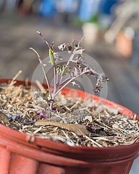 A pot of red Russian kale plant damaged by caterpillar insect at garden near Dallas, Texas, USA