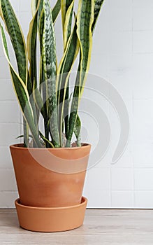 Pot with sanseveria on the table
