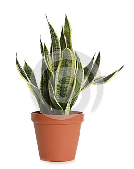 Pot with Sansevieria plant isolated. Home decor
