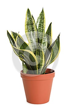 Pot with Sansevieria plant isolated. Home decor photo