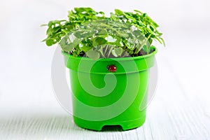 Pot with seedlings of green basil