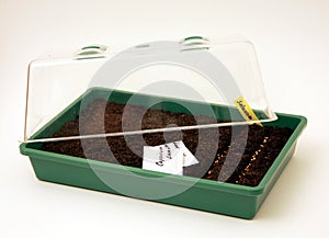 Pot for seeds sowing photo