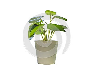 Pot with a Small Plant and Leaves photo