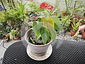 a pot of small red petal anthurium plant