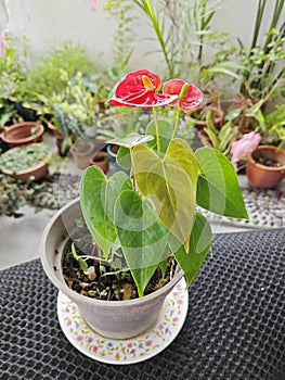 a pot of small red petal anthurium plant