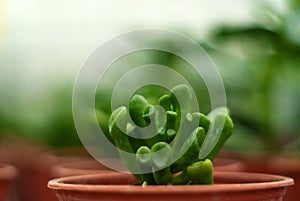 Pot with succulent crassula ovata hobbit close-up