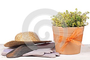 Pot with thyme plant isolated