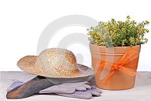 Pot with thyme plant isolated