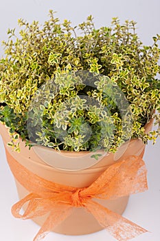 Pot with thyme plant