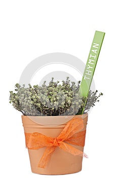 Pot with thyme plant