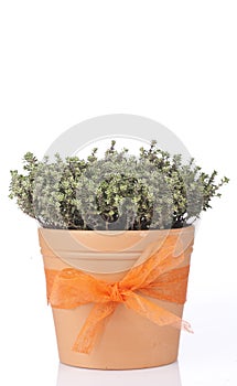 Pot with thyme plant