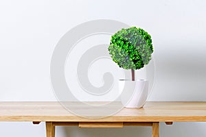 Pot tree on table that decorate the room. Pot plant isolated on white.