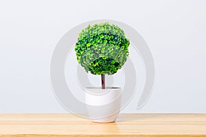 Pot tree on table that decorate the room. Pot plant isolated on white.