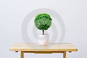 Pot tree on table that decorate the room. Pot plant isolated on white.