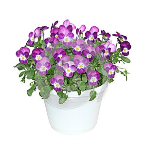 Pot of Viola cornuta