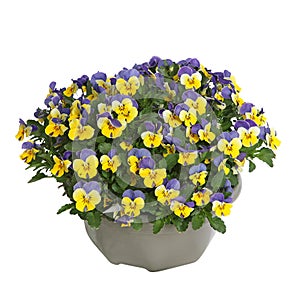 Pot of Viola cornuta