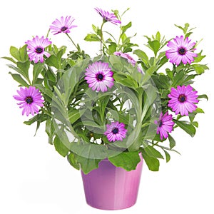 Pot with violet african daisy flower