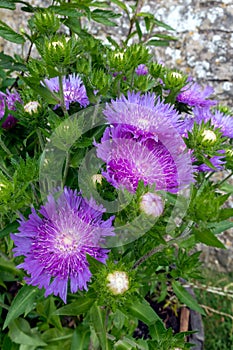 Pot of white centered purple flowers of the hardy perennial Soke`s Aster  `Purple Parasols`, Stokesia laevis