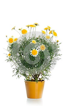 Pot with yellow daisy flower