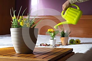 Pot with yellow flowers and an unfocused man watering his plants