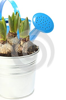 Pot of young hyacinth and blue watering can over white