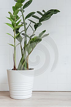 Pot with Zamioculcas home plant on