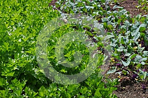 Potager with celery and Kohlrabi