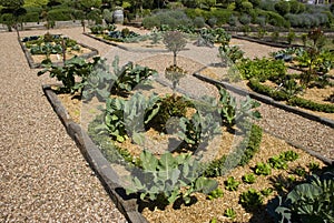 Potager garden