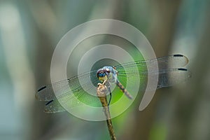 Potamarcha Congener Dragonfly 06