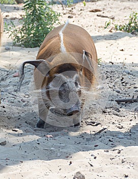 Potamochoerus porcus The red river hog, also known as the bush pig